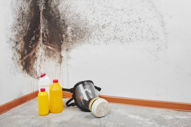 Best Toxic Mold Removal  in Maplewood, MO