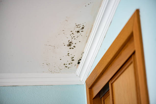Best Mold Cleaning Services  in Maplewood, MO