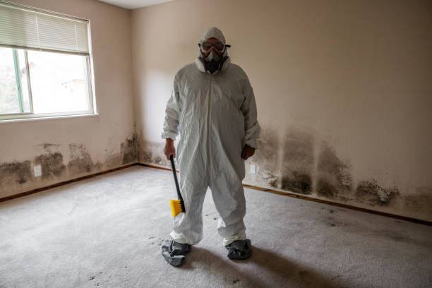 Best Mold Damage Repair  in Maplewood, MO
