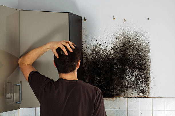Best Mold Damage Repair  in Maplewood, MO