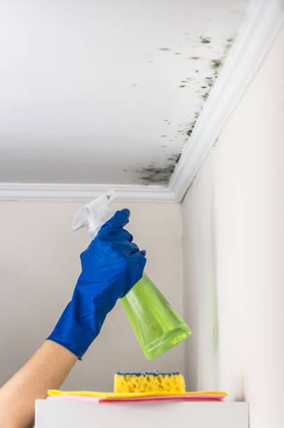 Best Mold Removal Specialists  in Maplewood, MO